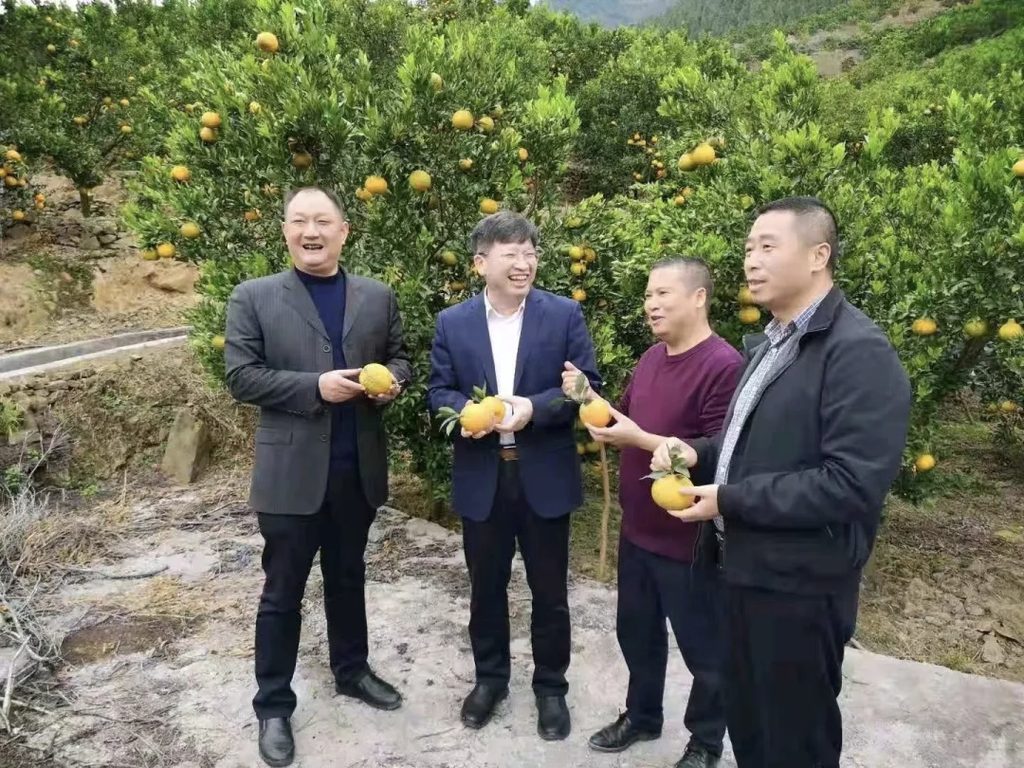 邓秀新院士与古蔺马蹄柑橘的故事